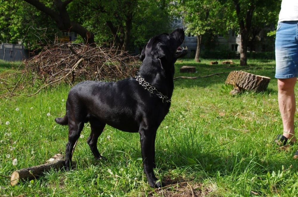 Кобель лабрадора для вязки полный пакет документов ККУ