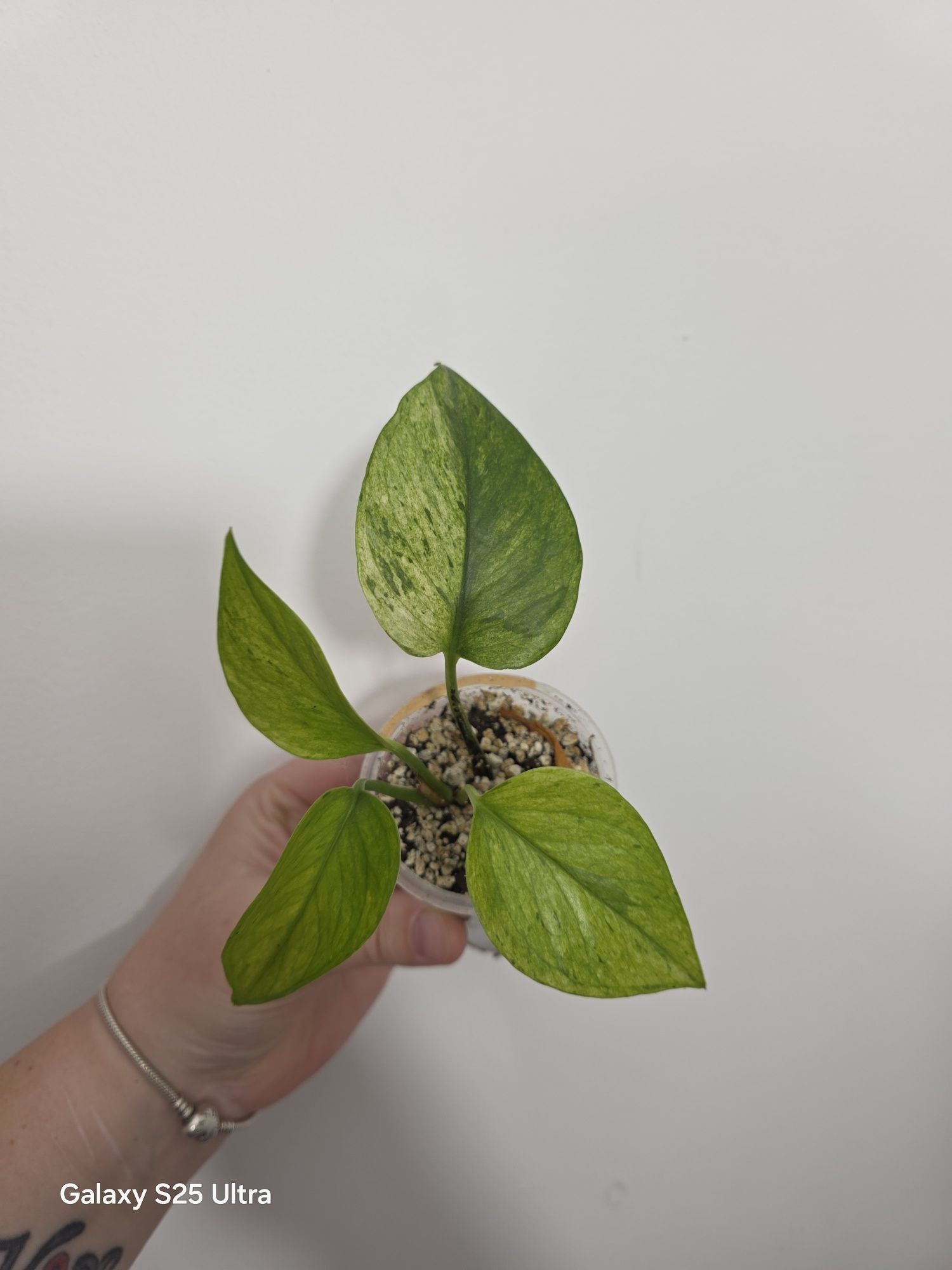Epipremnum Jassenia