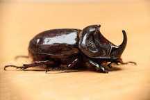 dorosłe CHRZĄSZCZE Rohatyniec nosorożec (Oryctes nasicornis) imago