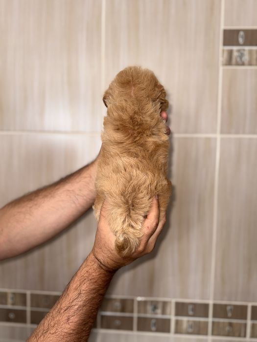 Хлопчики та дівчатка мальтіпу maltipoo