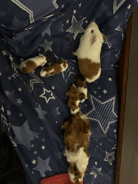 Морські свинки 4 дівчинки і 2 хлопчики