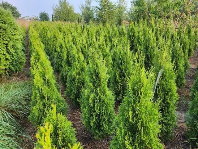 Tuja, Thuja szmaragd 140-160cm transport do 50km GRATIS!!!