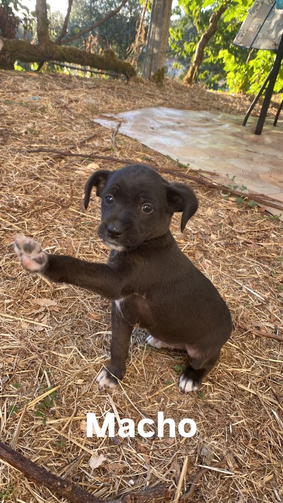 Cachorros para adoção