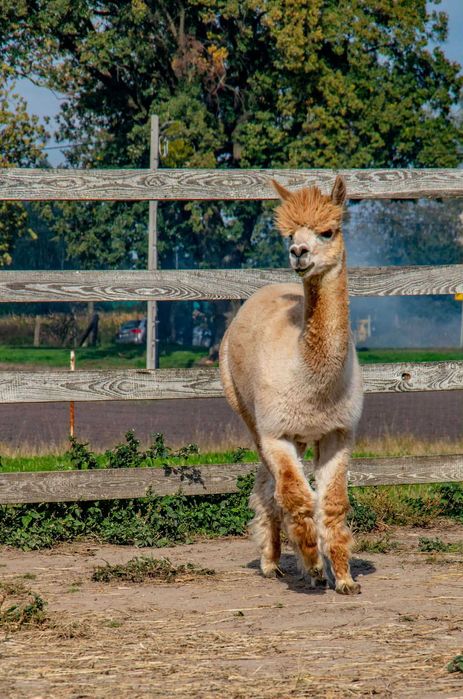 Alpaka samiec młody - beżowy