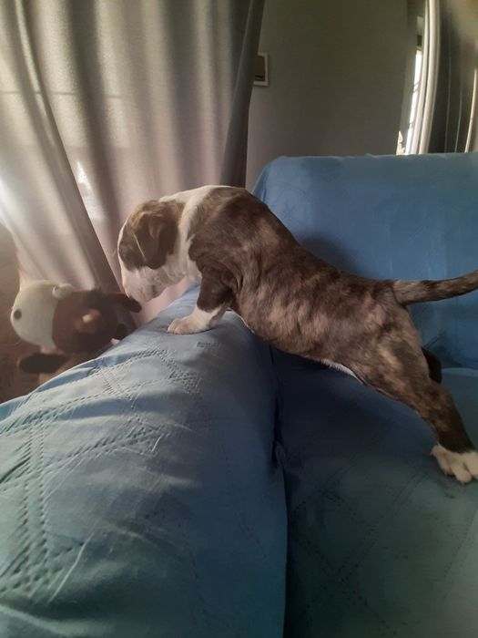 Bulterier standardowy