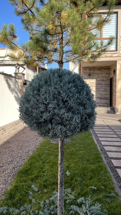 Стрижка туй, кустарников Одесса