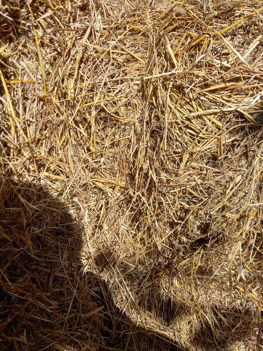 Sprzedam słomę  z przenżyta i owsa żyta