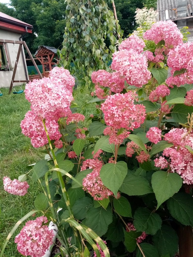 Sprzedam sadzonki hortensji bukietowej