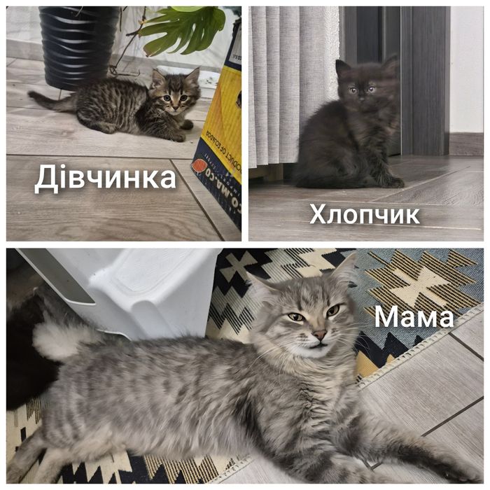Милі котики шукають господарів. Дівчинка і хлопчик. Вже самостійно їдя