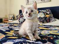 Kocurek bengalski Luciano Adiali*PL do rezerwacji - snow mink