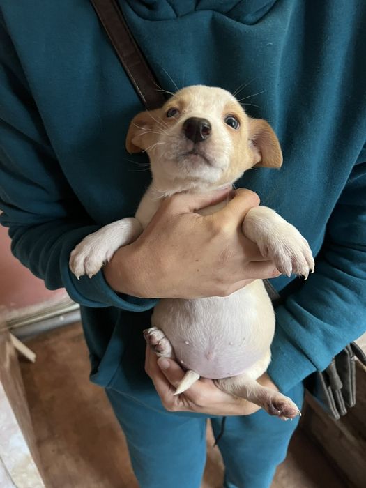 Цуценята в хороші руки