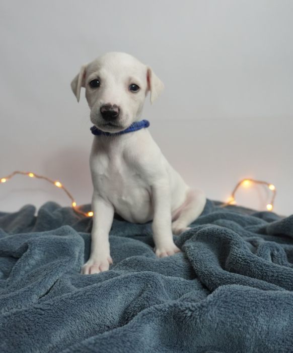 Suczka Chart Angielski Whippet FCI
