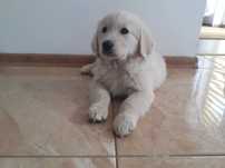 Golden Retriever z Rodowodem