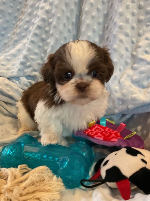 Shih - tzu Salonowe Pieski Czekoladowe