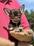 Chihuahua - Cudny krótkowłosy czekoladowy chłopczyk - ZKwP/FCI