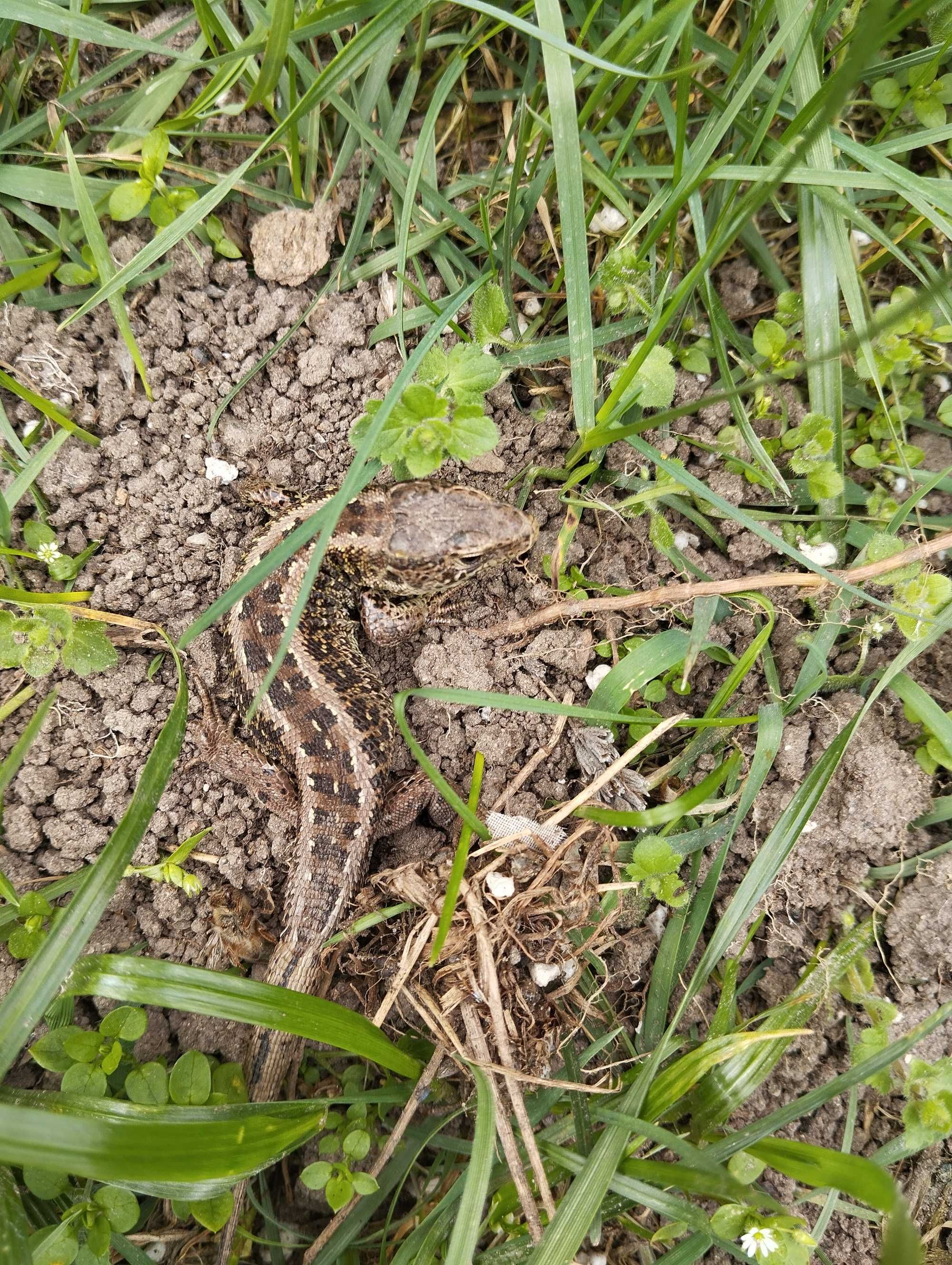 Miód tegoroczny z własnej pasieki.