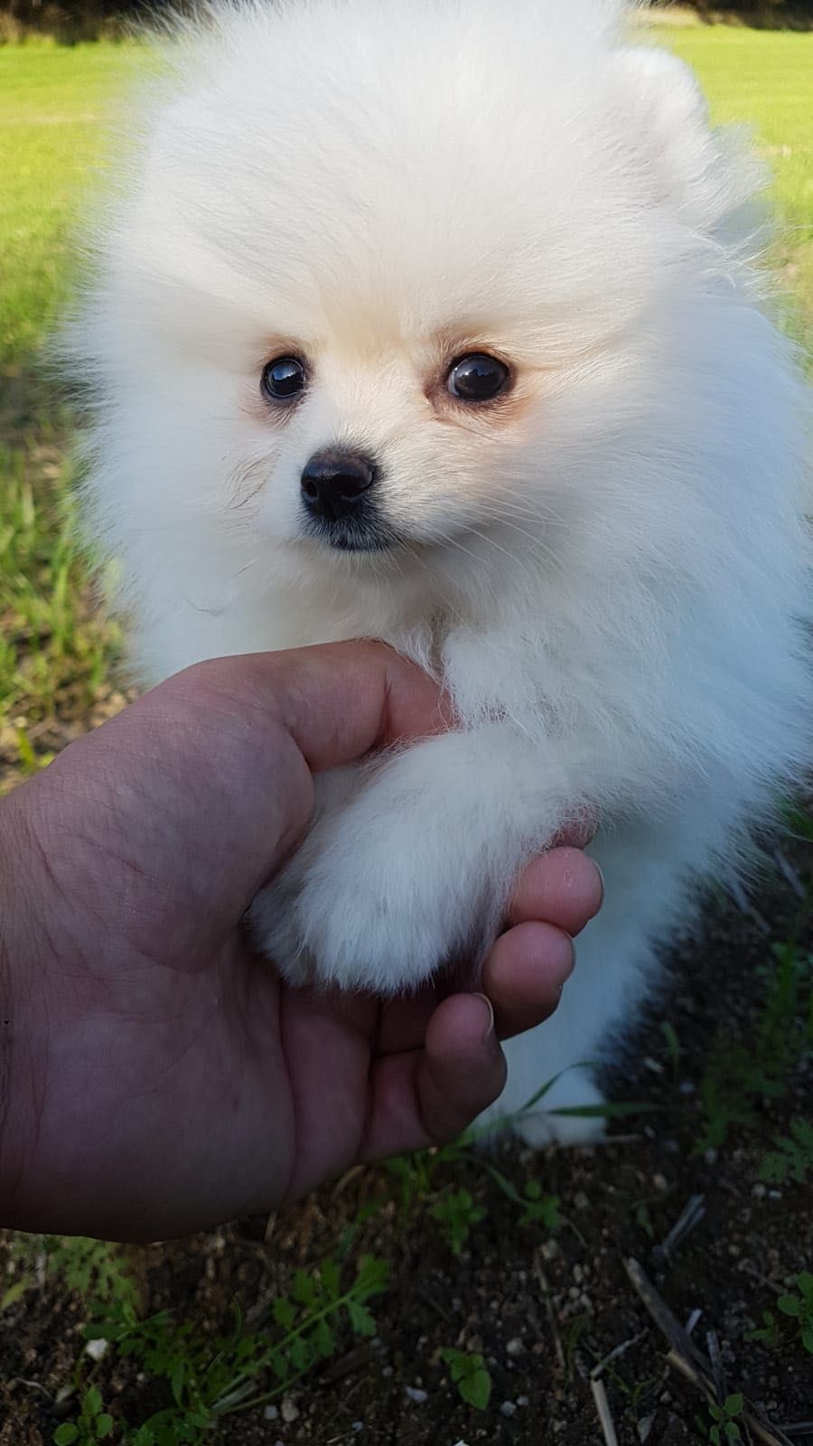 Spitz Anão (Lulu de pomerania] Fêmea Branca Miniatura