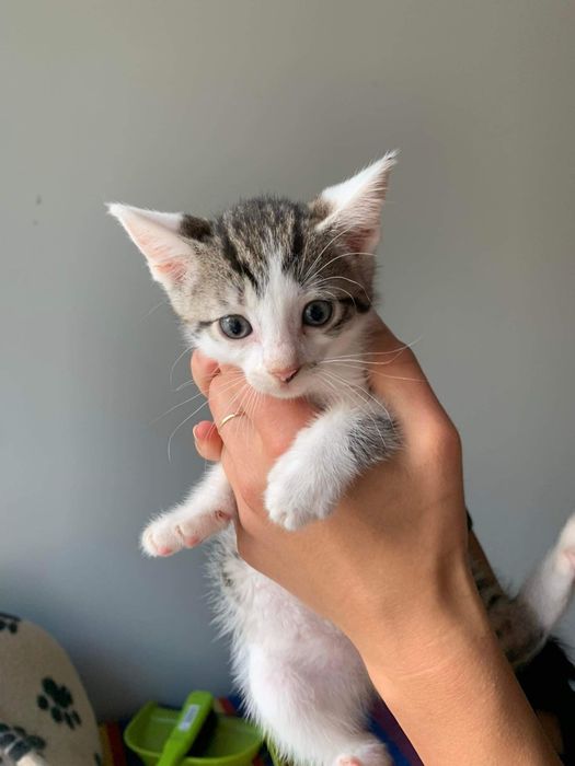 Mały kotek Lewis do adopcji