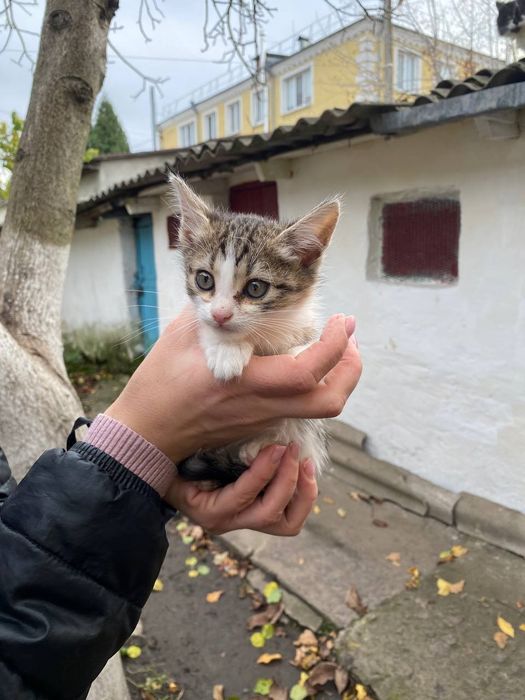 Маленька киця шукає домівку