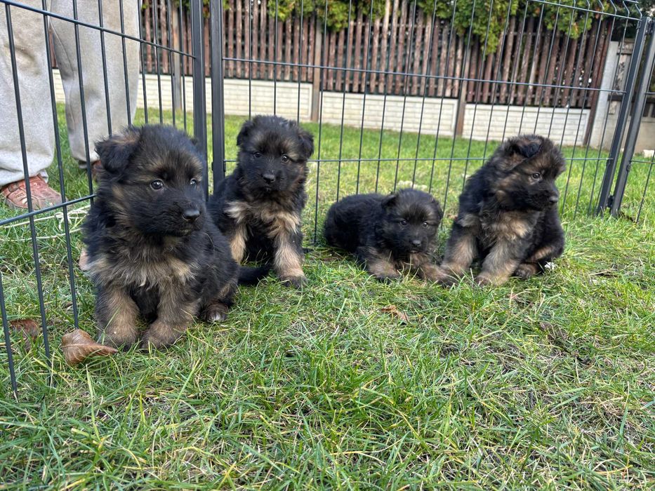 Owczarki Niemieckie Długowłose - pieski