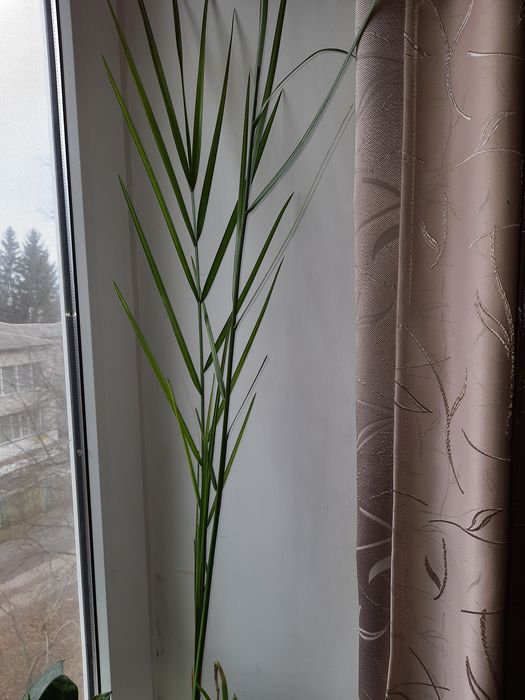 Фінікова  пальма