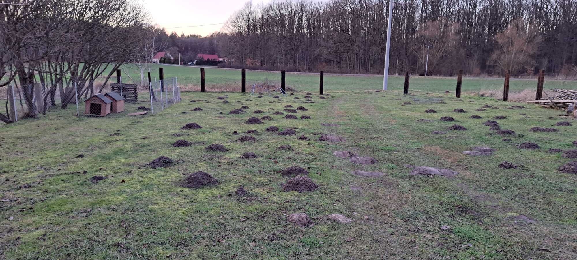 Zwalczanie Pluskiew, Karaluchów, Kretów, usuwanie gniazd OS, Szerszeni