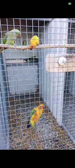 Casal Aratingas sol 2025 não consanguíneos