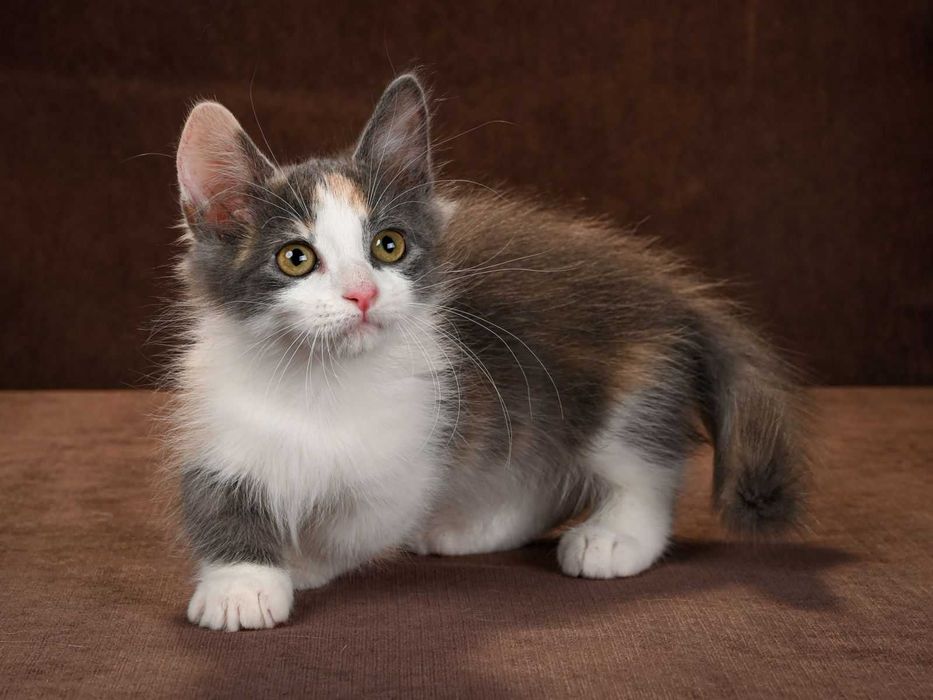 Манчкин девочки Ейфория и Еврика