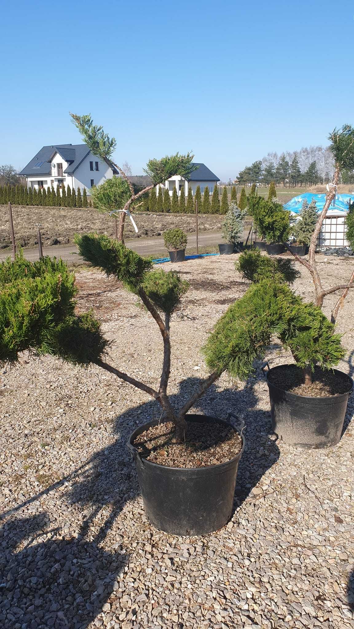 Drzewko bonsai jałowiec Mint Julep