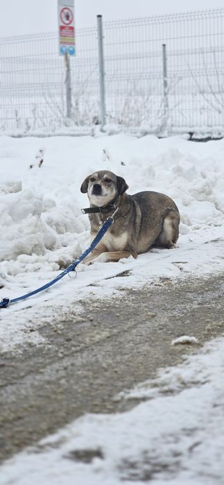 Notti wrażliwa sunia