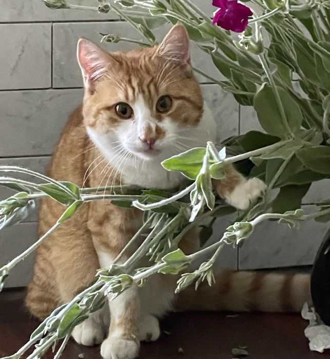 Zaginął Kot Rudo Biały młody kocurek Grzymalin Poszukiwany