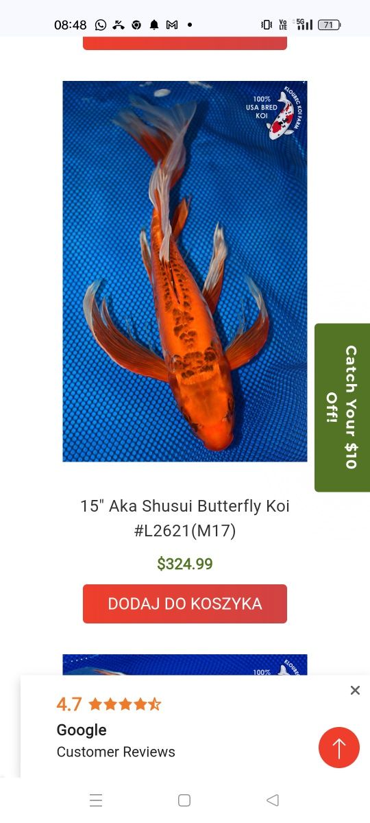 Karp koi Long Fin Butterfly sklep zoologiczny Pirania Olsztyn