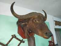 cabeça de búfalo para decoração
