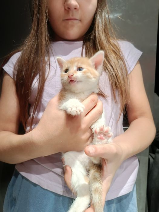 Koty za darmo do adopcji