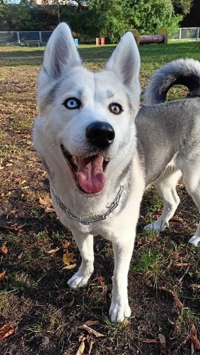 Oddam za darmo w dobre ręce!