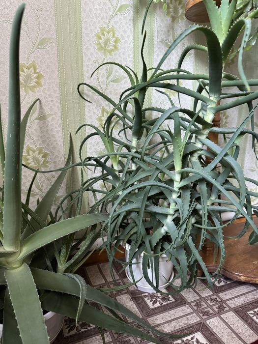 Алоє в горщиках, вік більше 3 років