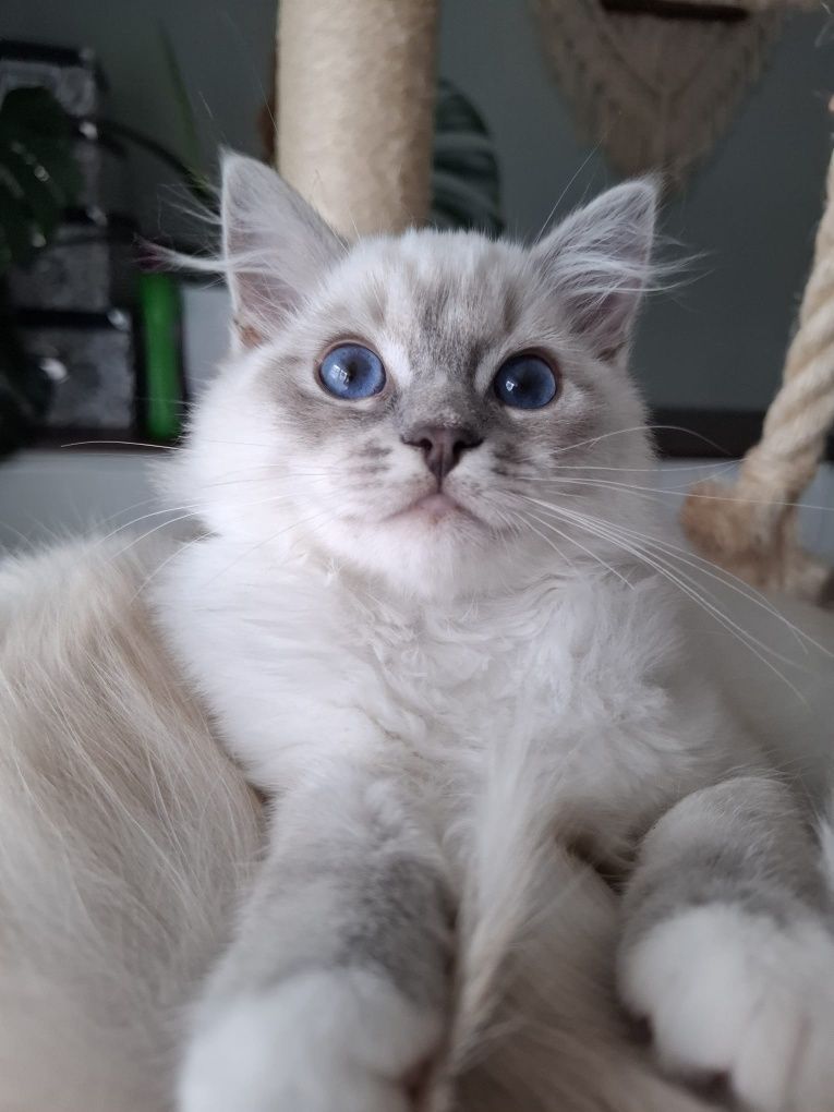 Chlopiec Ragdoll blue mitted lynx FPL umikatowe umaszczenie cudowny