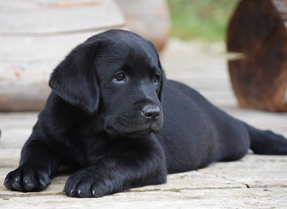 Śliczny szczeniak Labrador Retriever FCI