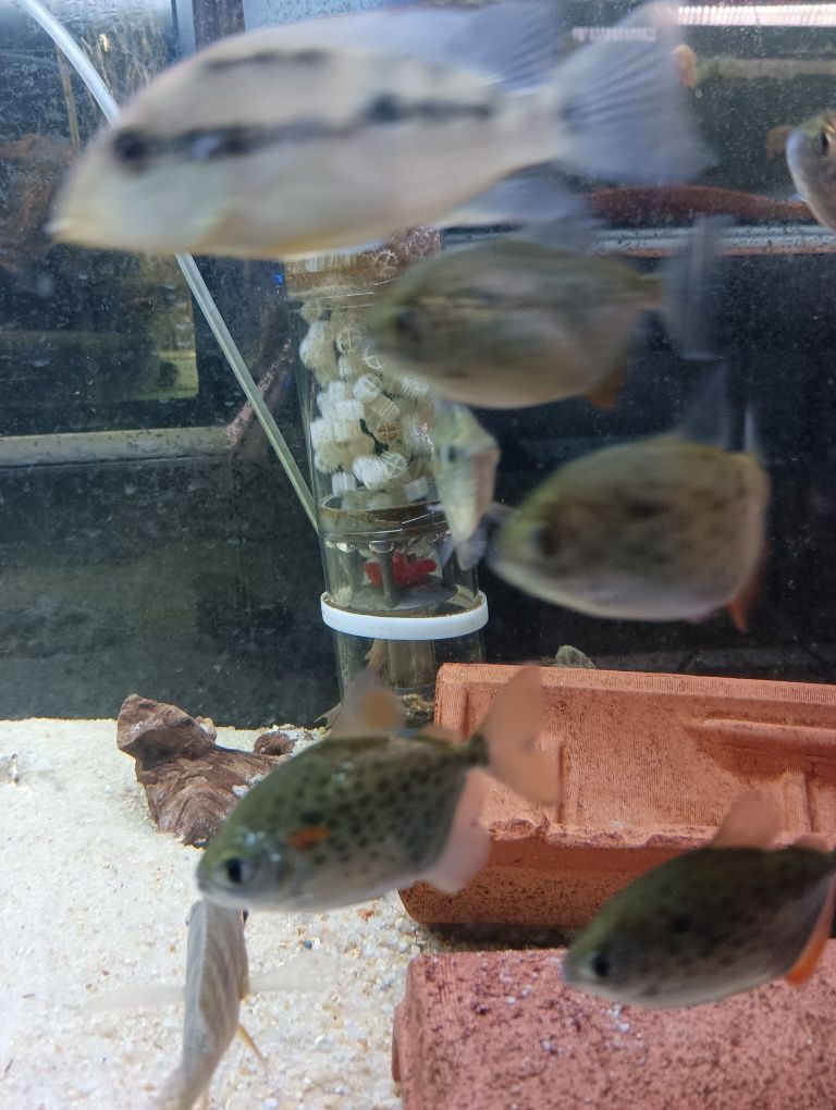 metynnis maculatus 3/4cm