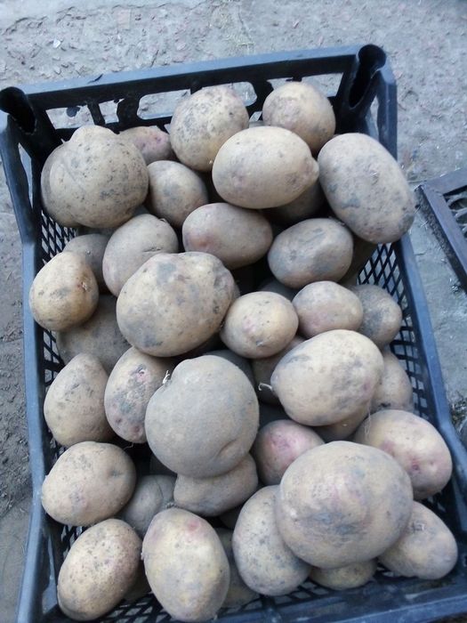 Продам катоплю з свого городу