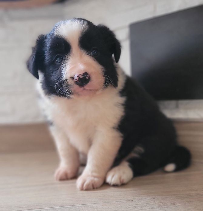 Border Collie piesek