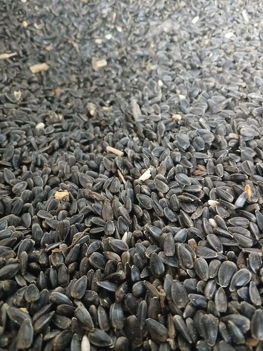 Słonecznik czarny niełsukany nasiona 2025