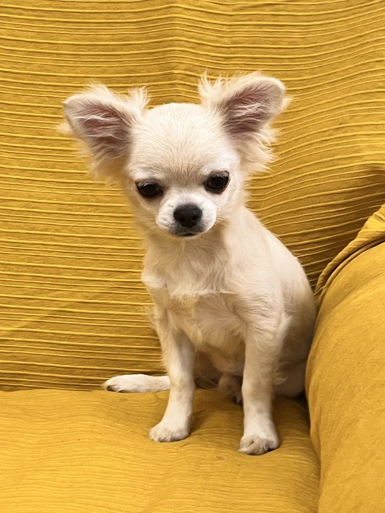 Chihuahua Macho Pelo Comprido