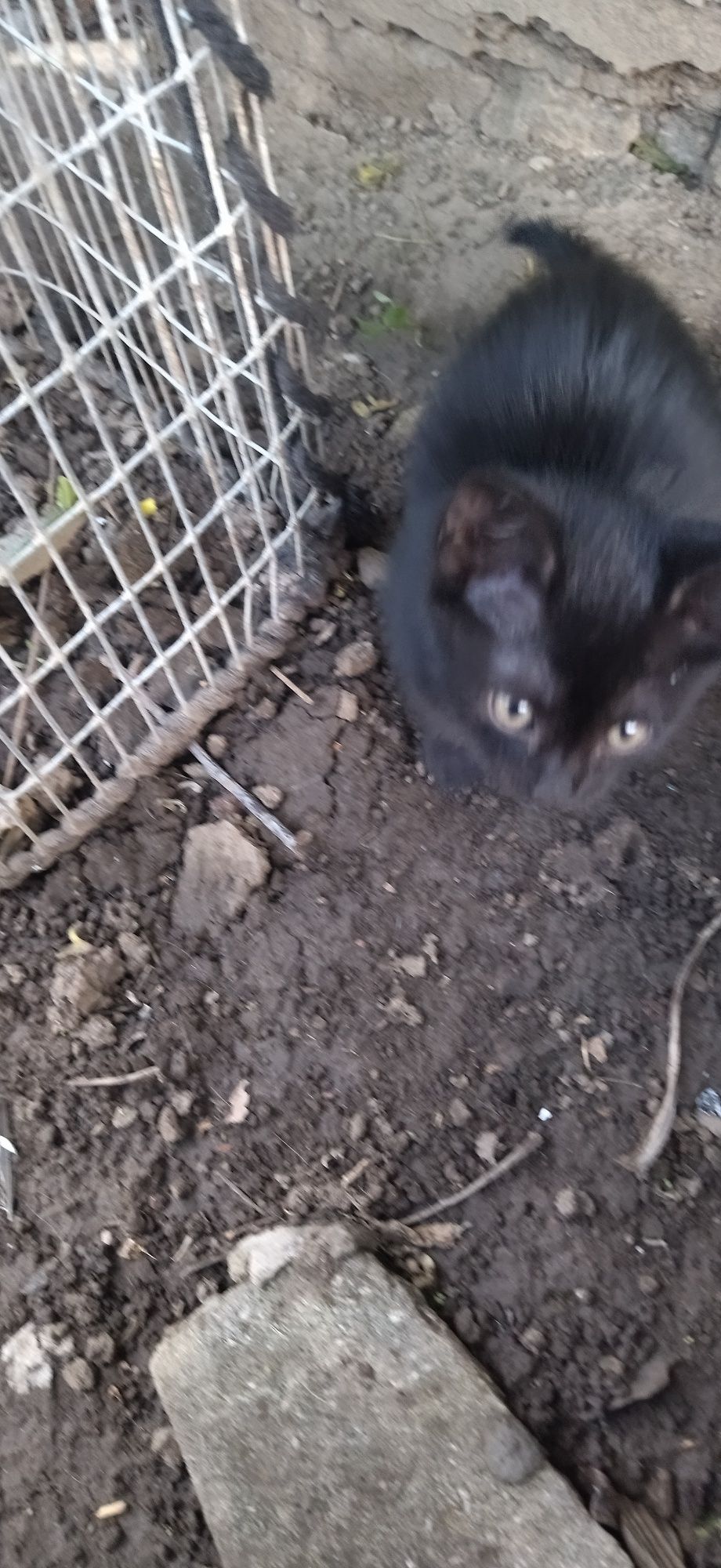 Котик в добрі руки