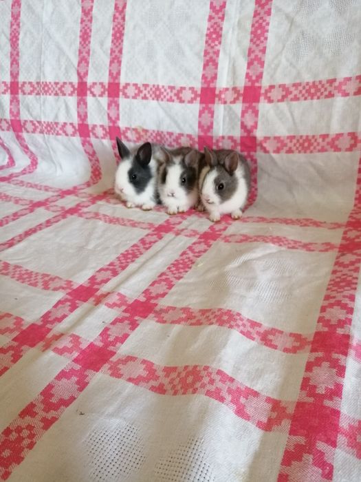 Króliczki karzełki króliki miniaturki