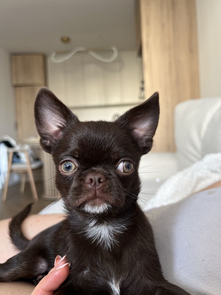 Piękny Chihuahua piesek kolor czekoladowy z Hodowli Bajeczne Urwisy