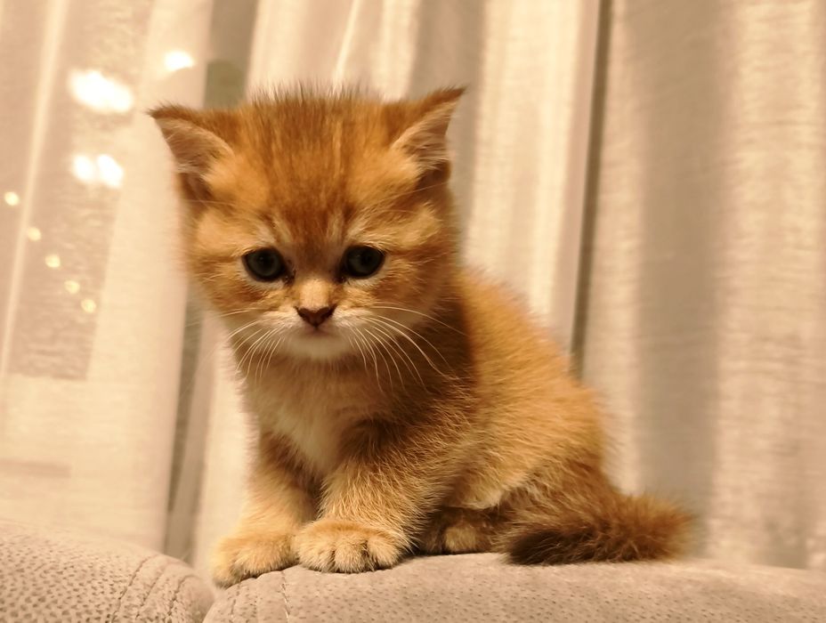 Kot brytyjski złoty