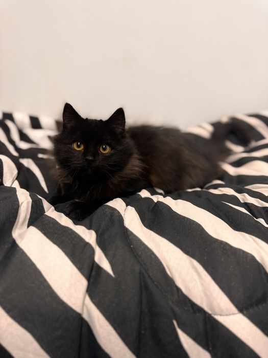 Бруно шукає родину