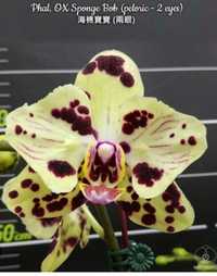 Орхідея Sponge Bob метелик