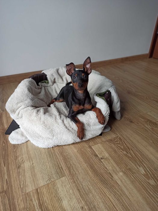 PINCZER miniaturowy ratlerek pinczerek szczenię